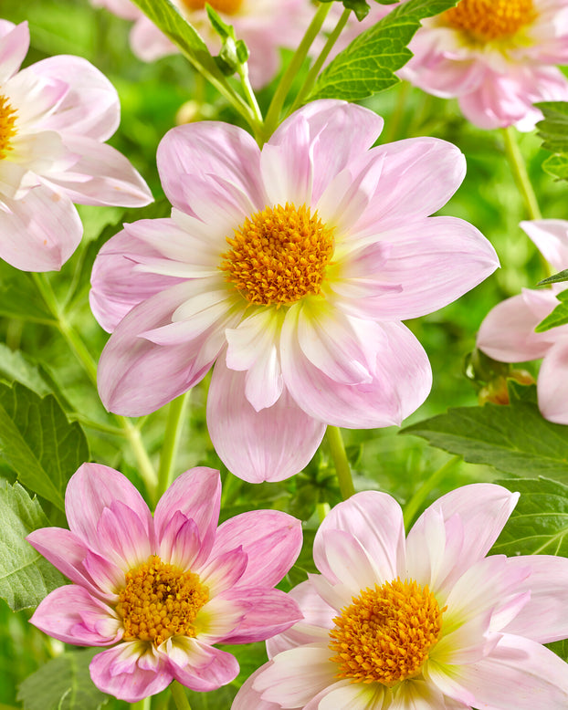 Dahlia 'Teesbrooke Audrey'