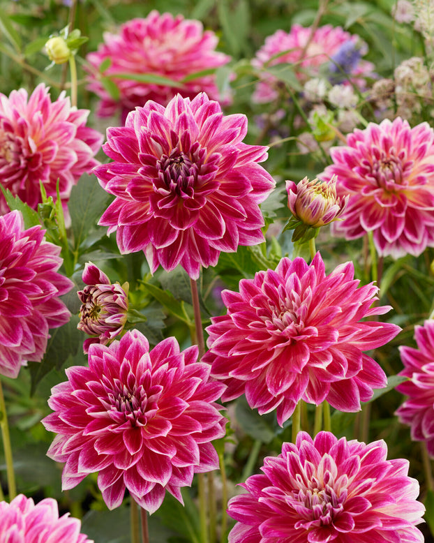 Dahlia 'Temple of Beauty'