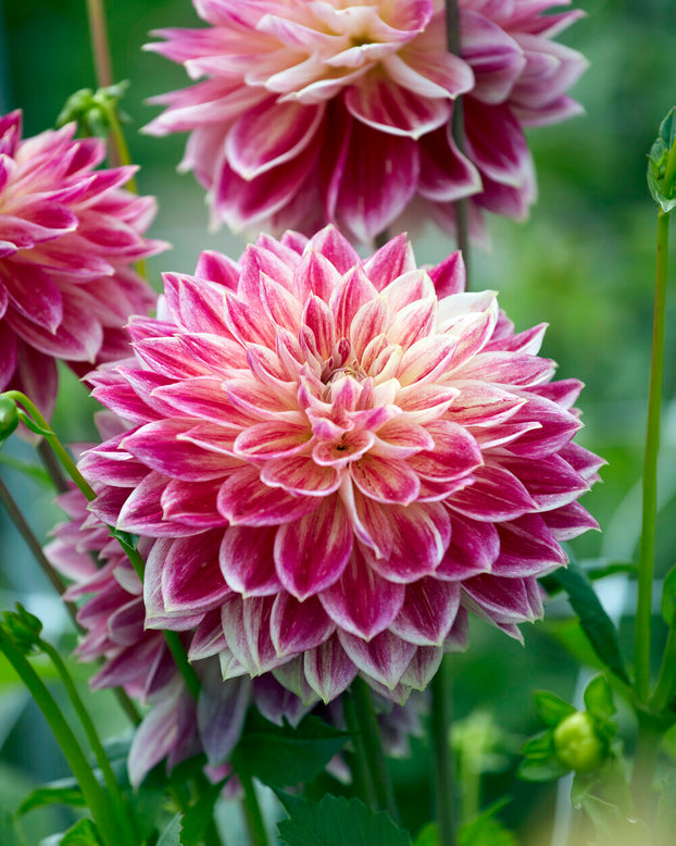 Dahlia 'Temple of Beauty'