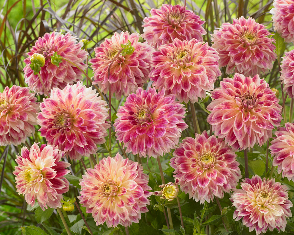 Dahlia 'Temple of Beauty'