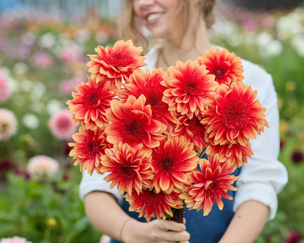 Dahlia 'Teun'