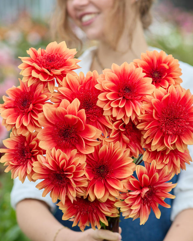 Dahlia 'Teun'