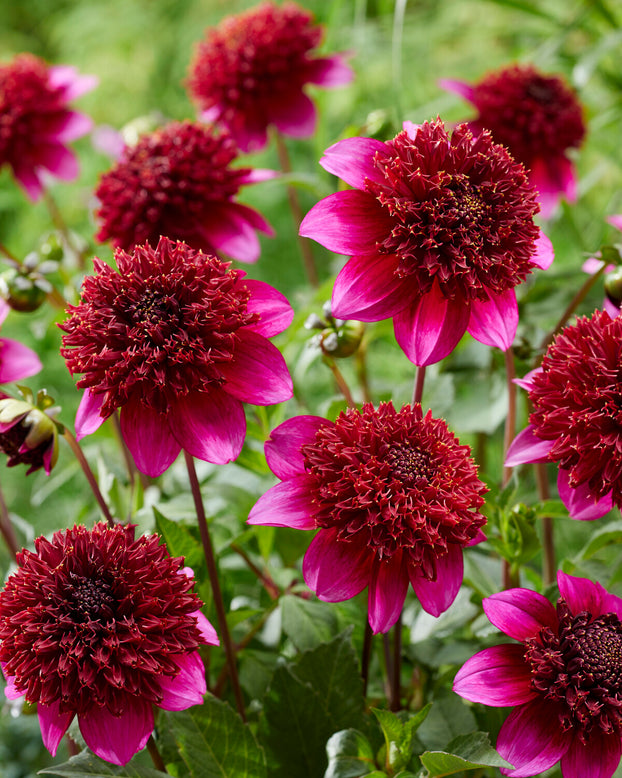 Dahlia 'The Phantom'
