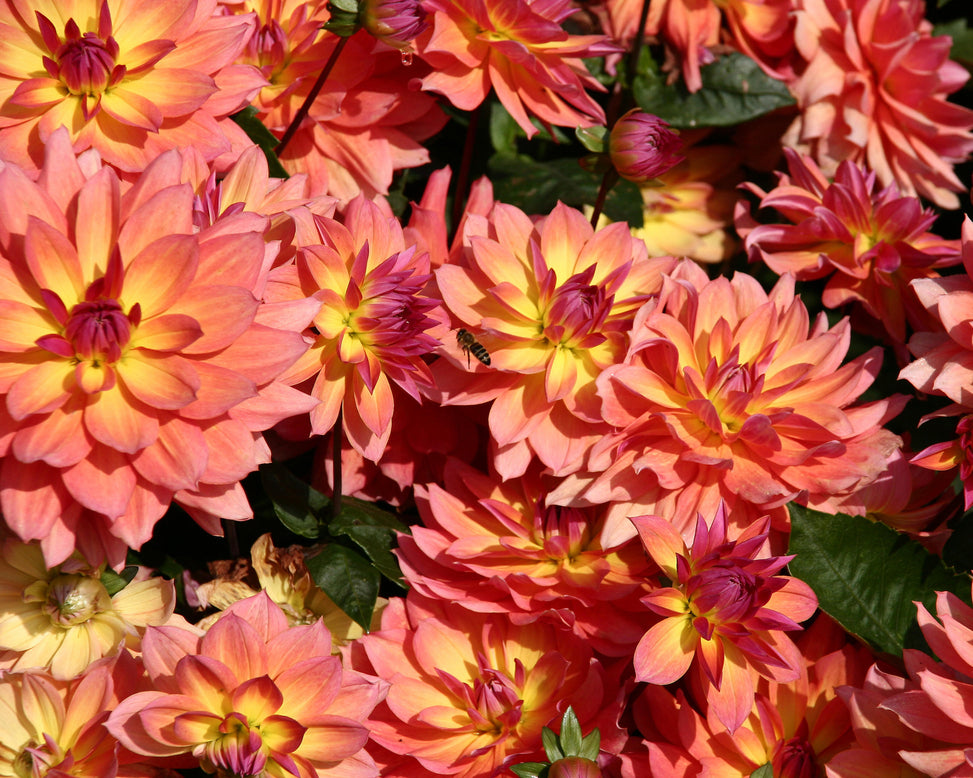 Dahlia 'Tricolor'