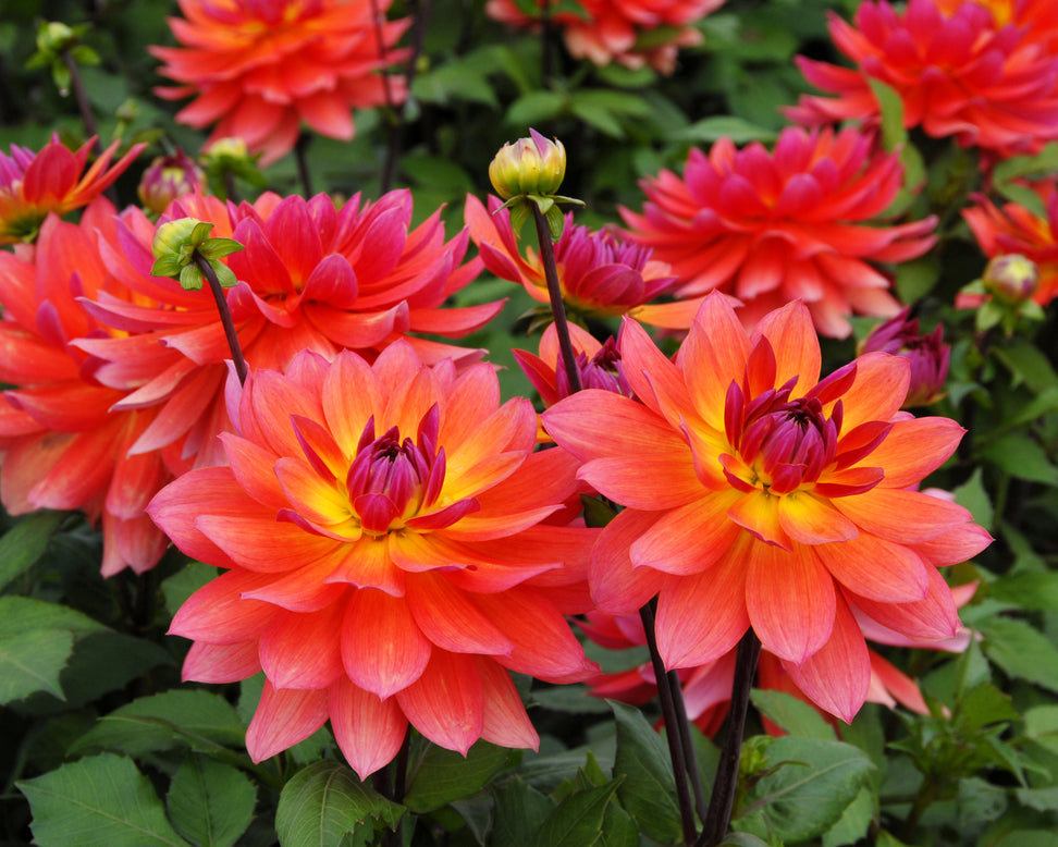 Dahlia 'Tricolor'