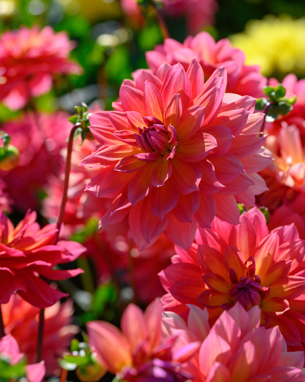 Dahlia 'Tricolor'