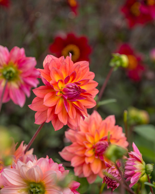 Dahlia 'Tricolor'