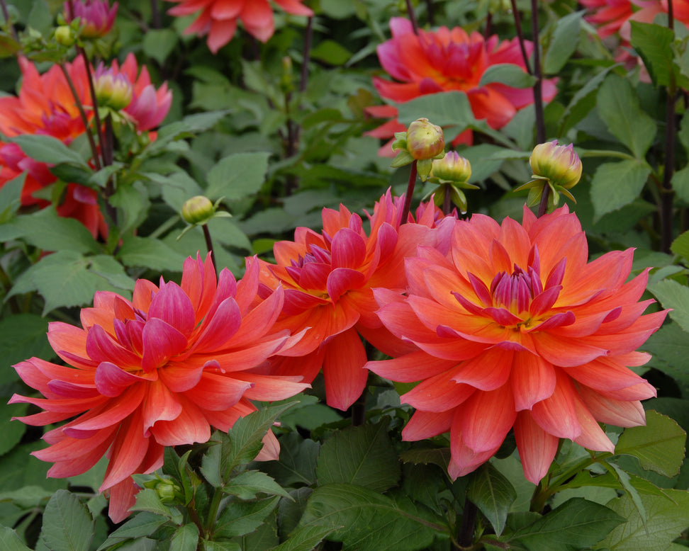 Dahlia 'Tricolor'