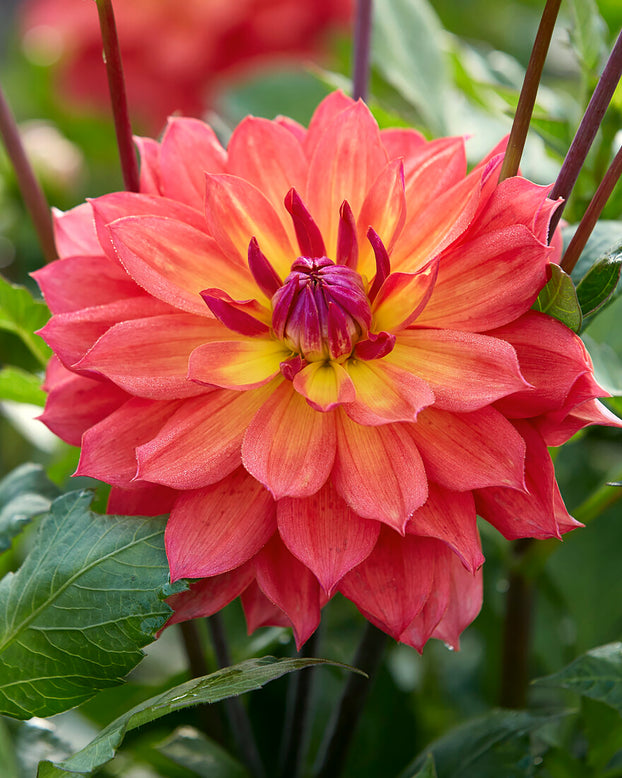 Dahlia 'Tricolor'