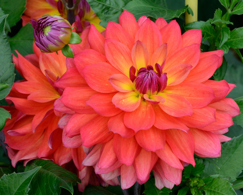 Dahlia 'Tricolor'