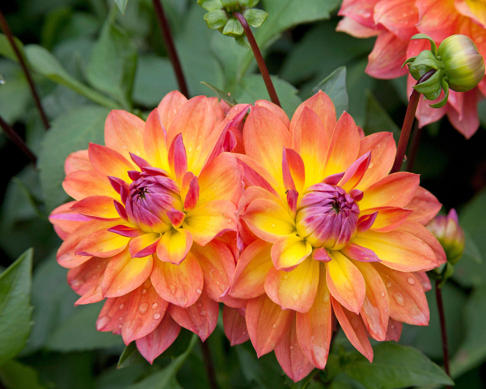 Dahlia 'Tricolor'