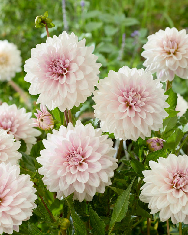 Dahlia 'Valente'
