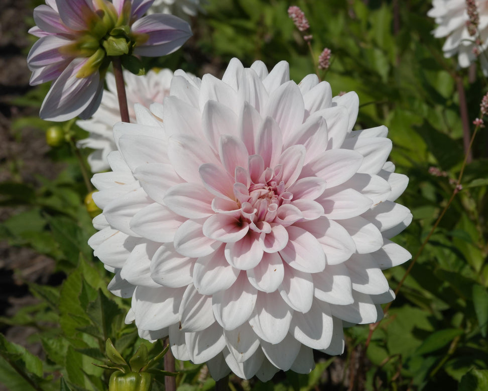 Dahlia 'Valente'