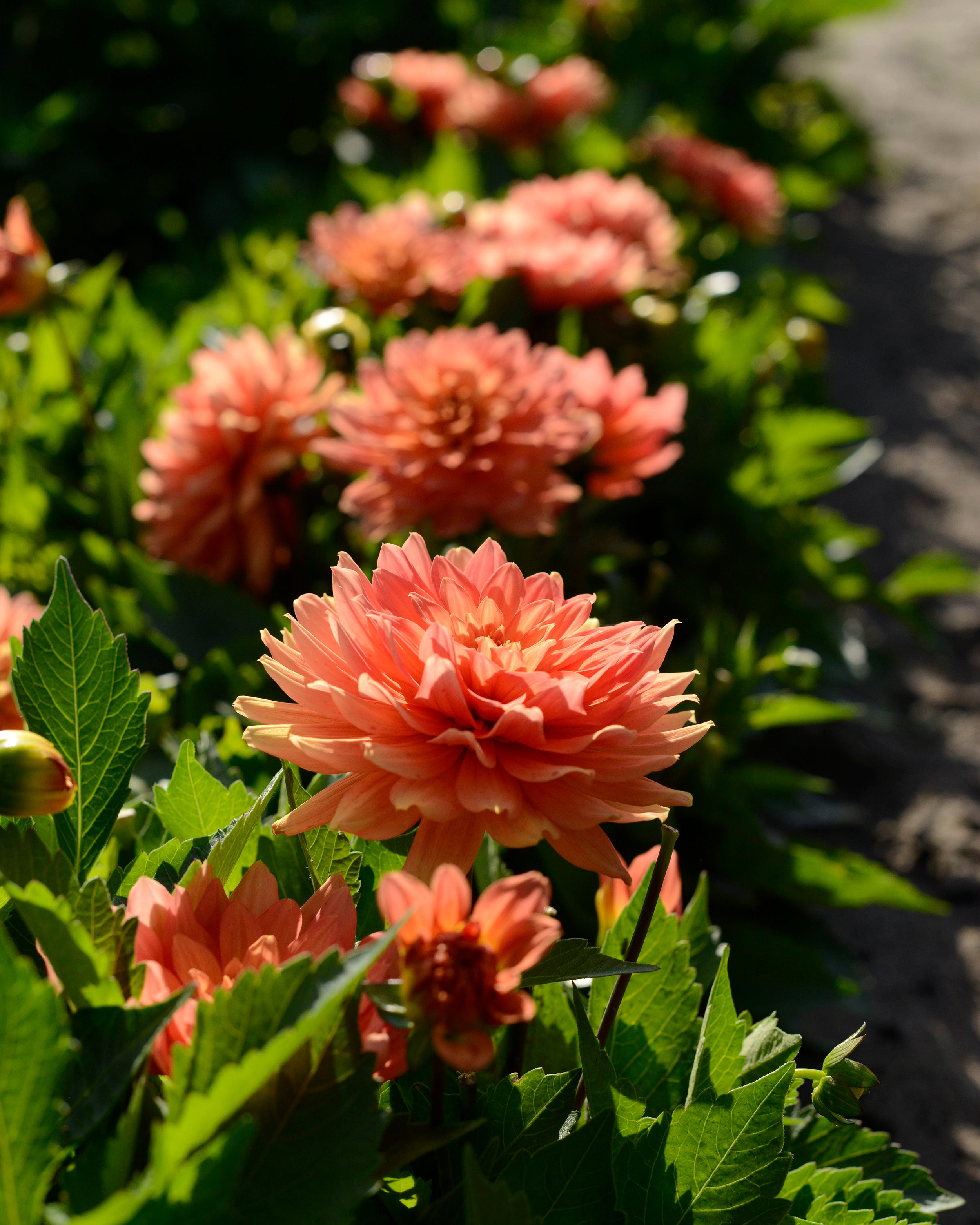 Dahlia 'Vincent' tubers | Buy online at Farmer Gracy UK