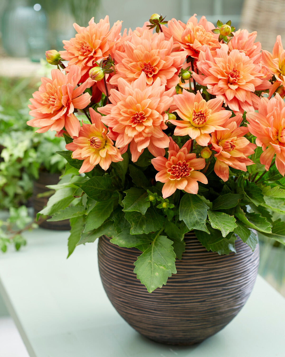 Dahlia 'Vincent' tubers | Buy online at Farmer Gracy UK