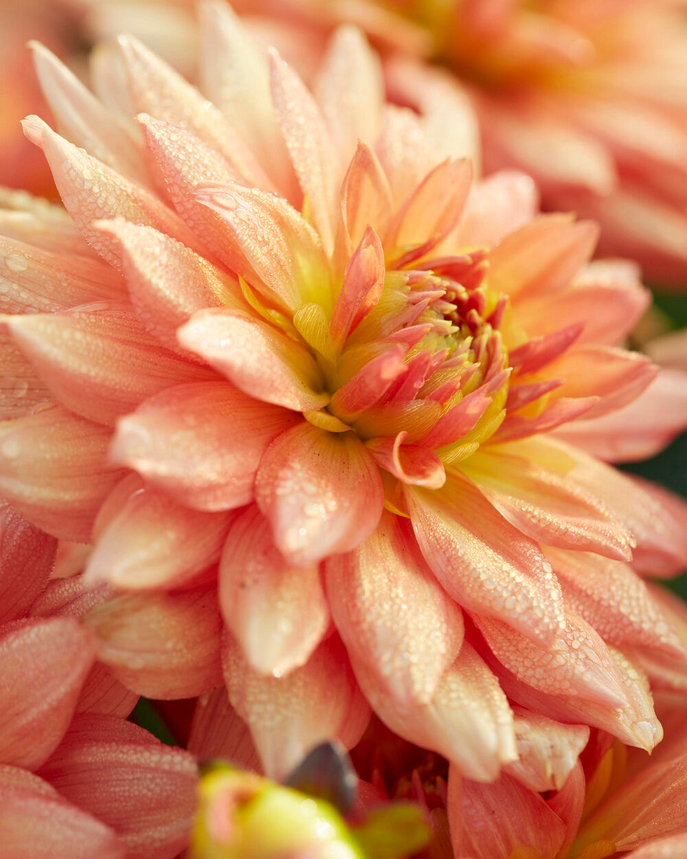 Dahlia 'Vincent' tubers | Buy online at Farmer Gracy UK