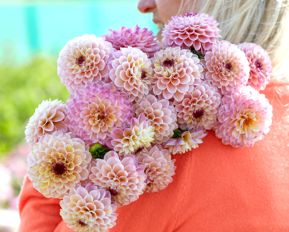 Dahlia 'Wine Eyed Jill'