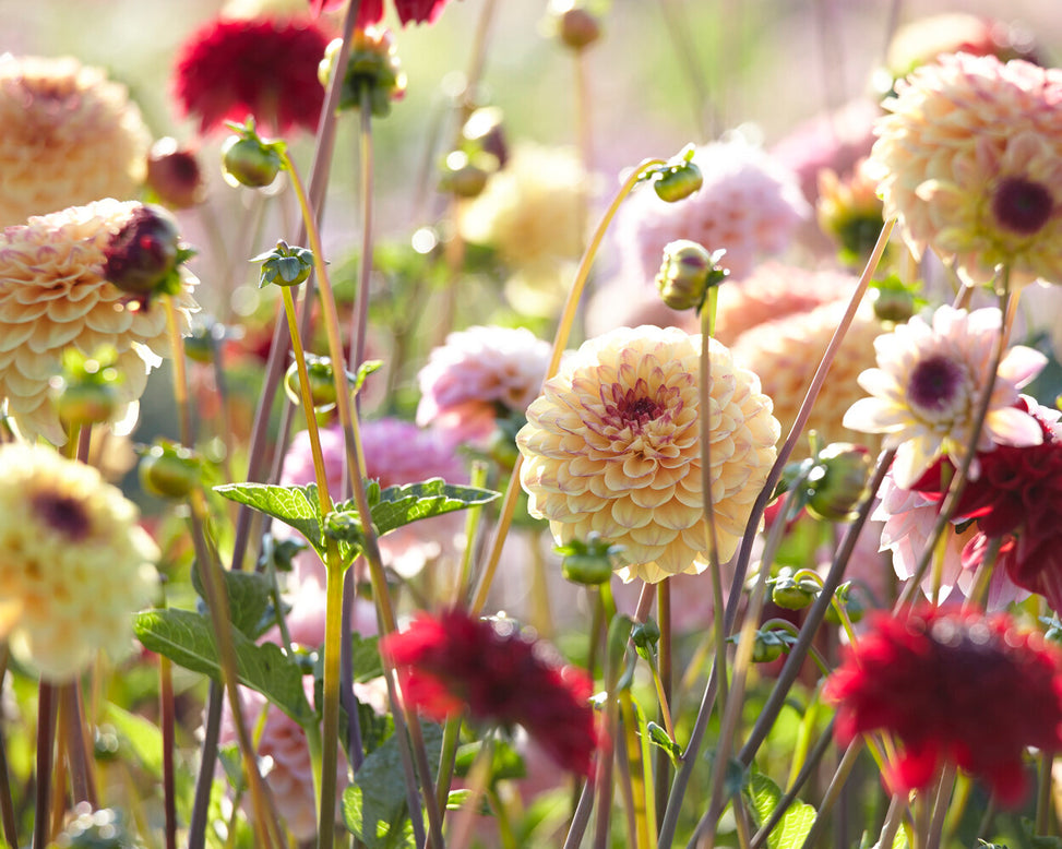 Dahlia 'Wine Eyed Jill'