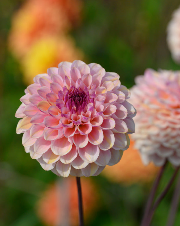 Dahlia 'Wine Eyed Jill'