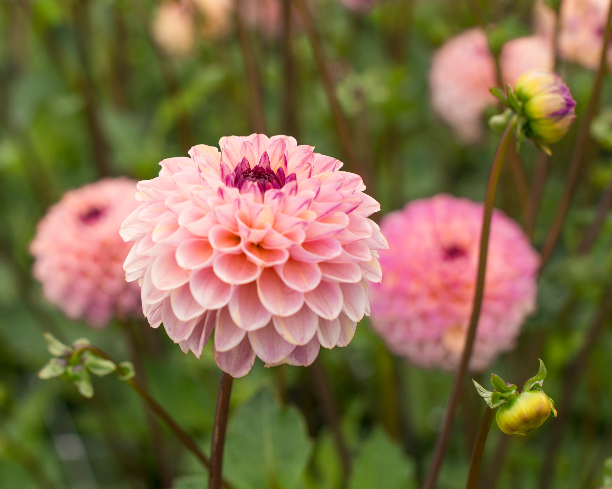 Dahlia 'Wine Eyed Jill' tubers — Buy online at Farmer Gracy UK