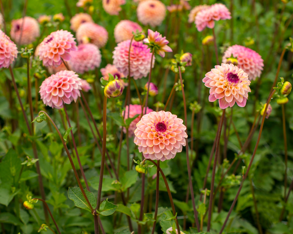 Dahlia 'Wine Eyed Jill'