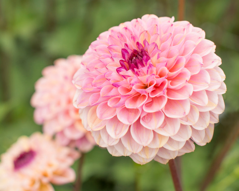 Dahlia 'Wine Eyed Jill'