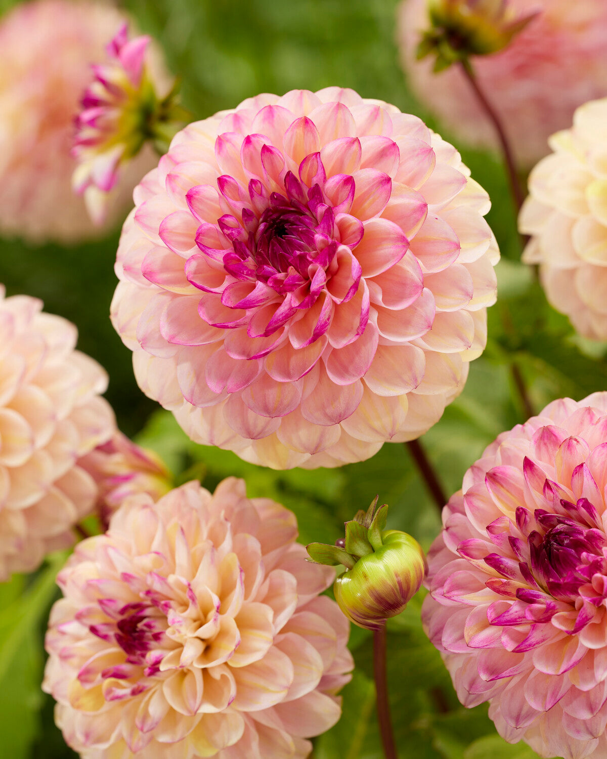 Dahlia 'Wine Eyed Jill' tubers — Buy online at Farmer Gracy UK