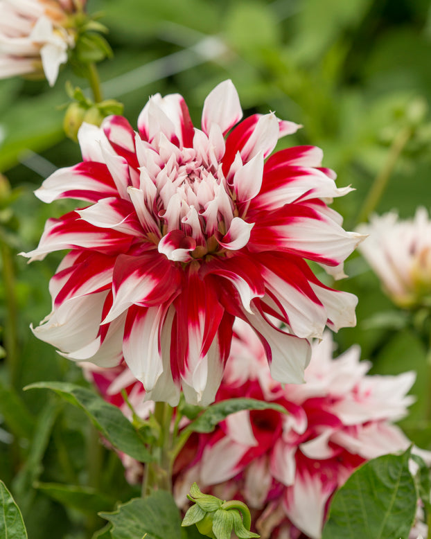 Dahlia 'X Factor'