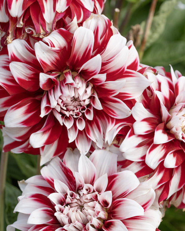 Dahlia 'X Factor'