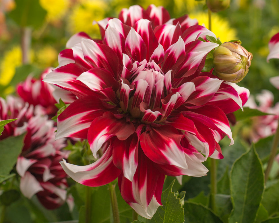 Dahlia 'X Factor'