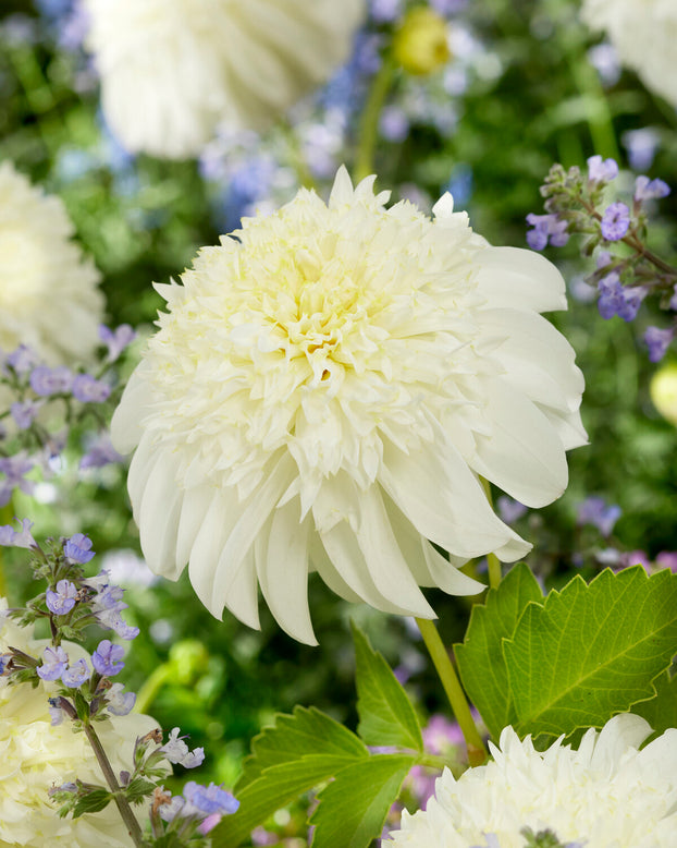 Dahlia 'Zahra'