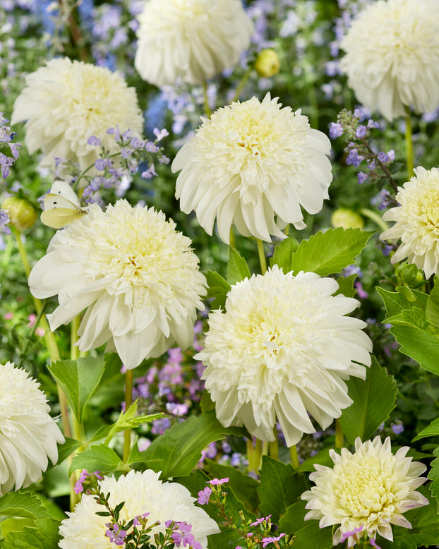 Dahlia 'Zahra'