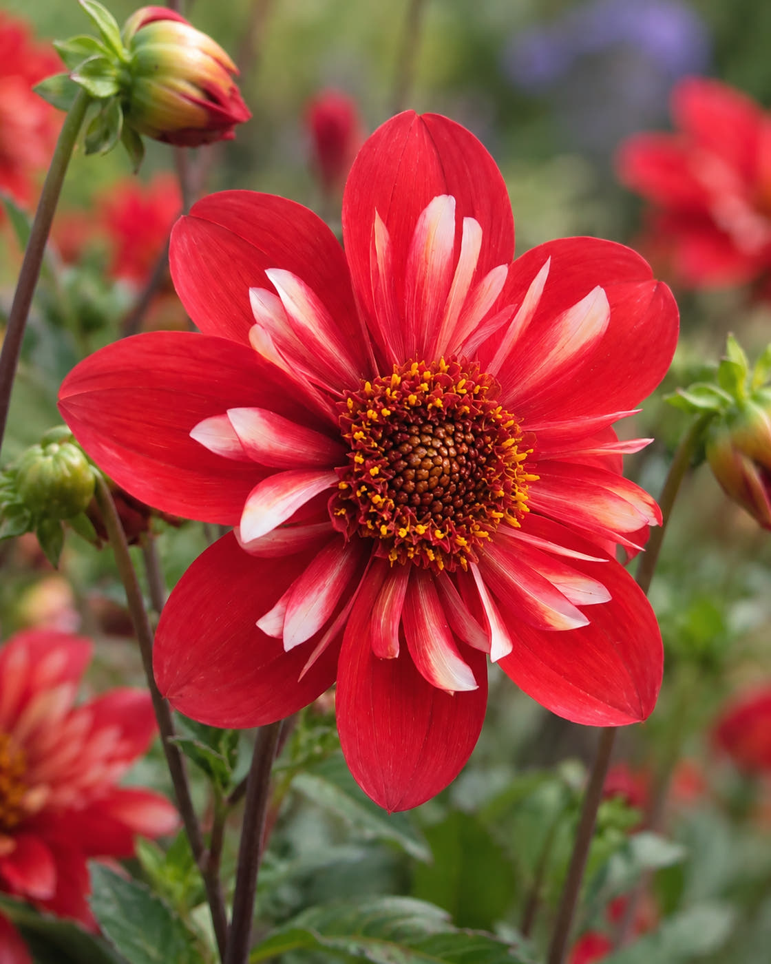 Dahlia 'Denmark'