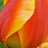 Darwin hybrid tulips