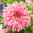 Decorative dahlias