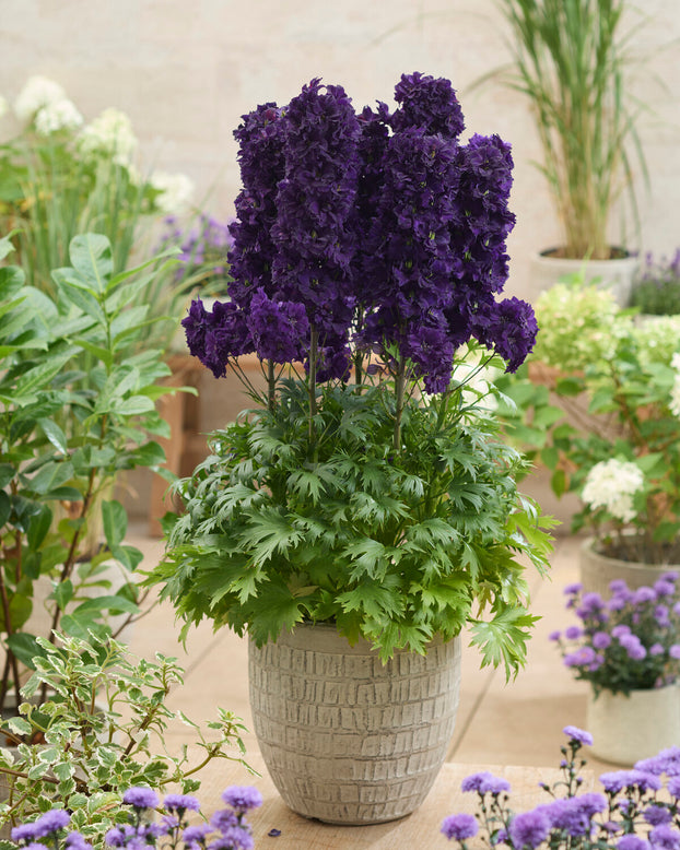 Delphinium 'Black Velvet'