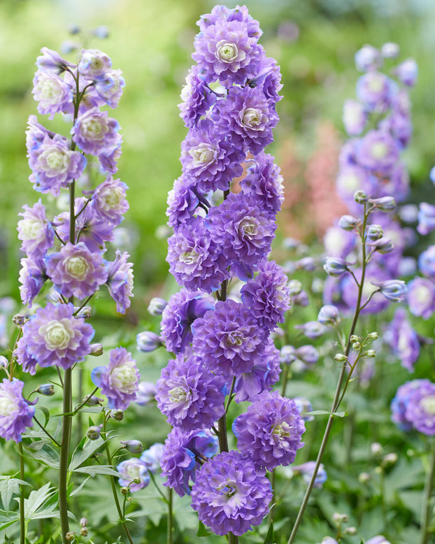 Delphinium 'Bolero'