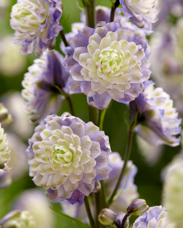 Delphinium 'Dream Sensation'
