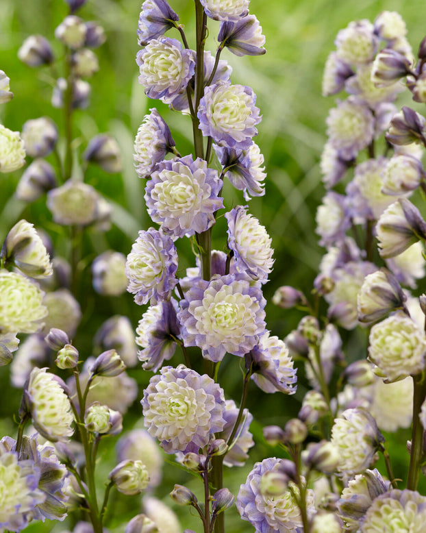 Delphinium 'Dream Sensation'