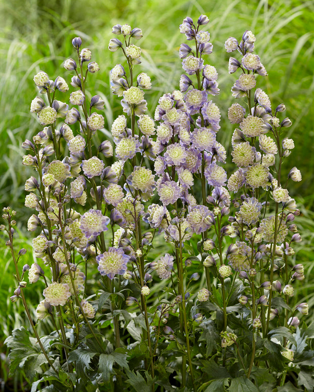 Delphinium 'Dream Sensation'