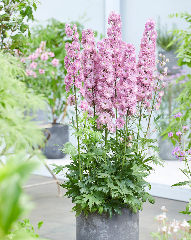 Delphinium 'Flamenco'
