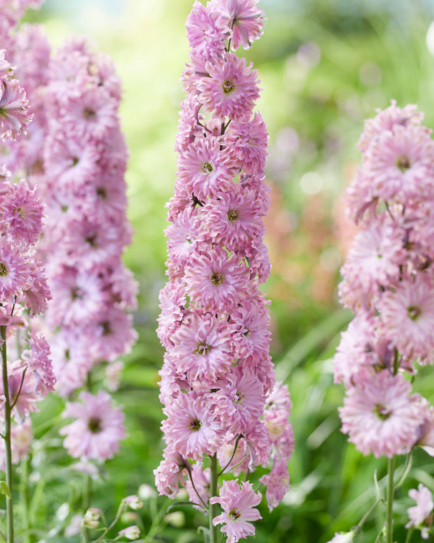 Delphinium 'Flamenco'