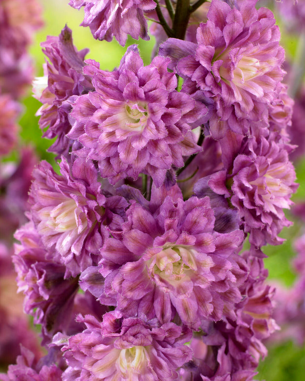 Delphinium 'Flamenco'
