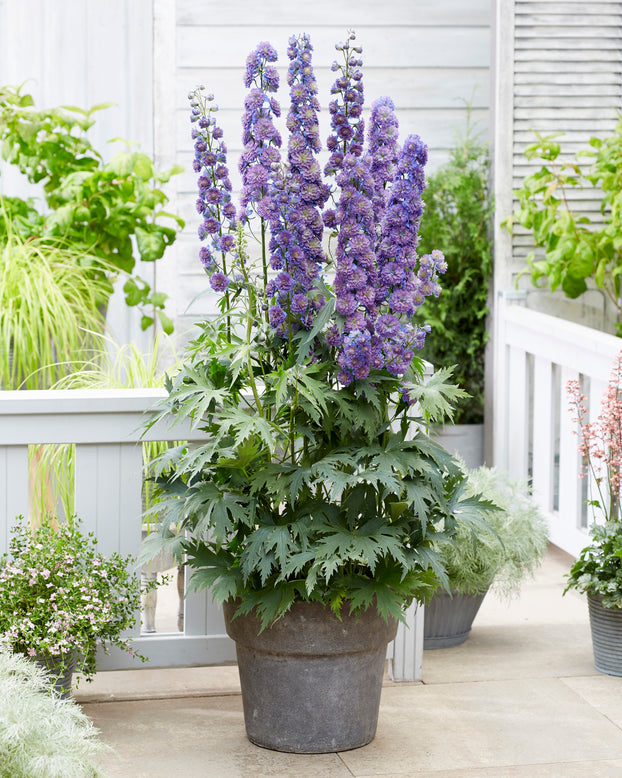 Delphinium 'Sweet Sensation'