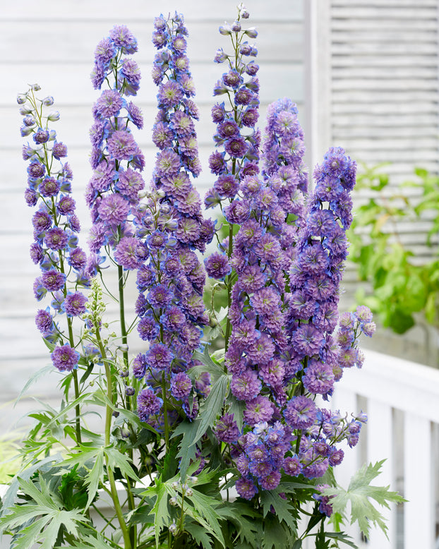 Delphinium 'Sweet Sensation'