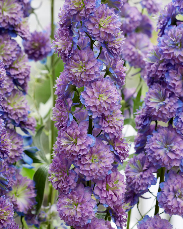 Delphinium 'Sweet Sensation'