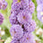 Delphinium