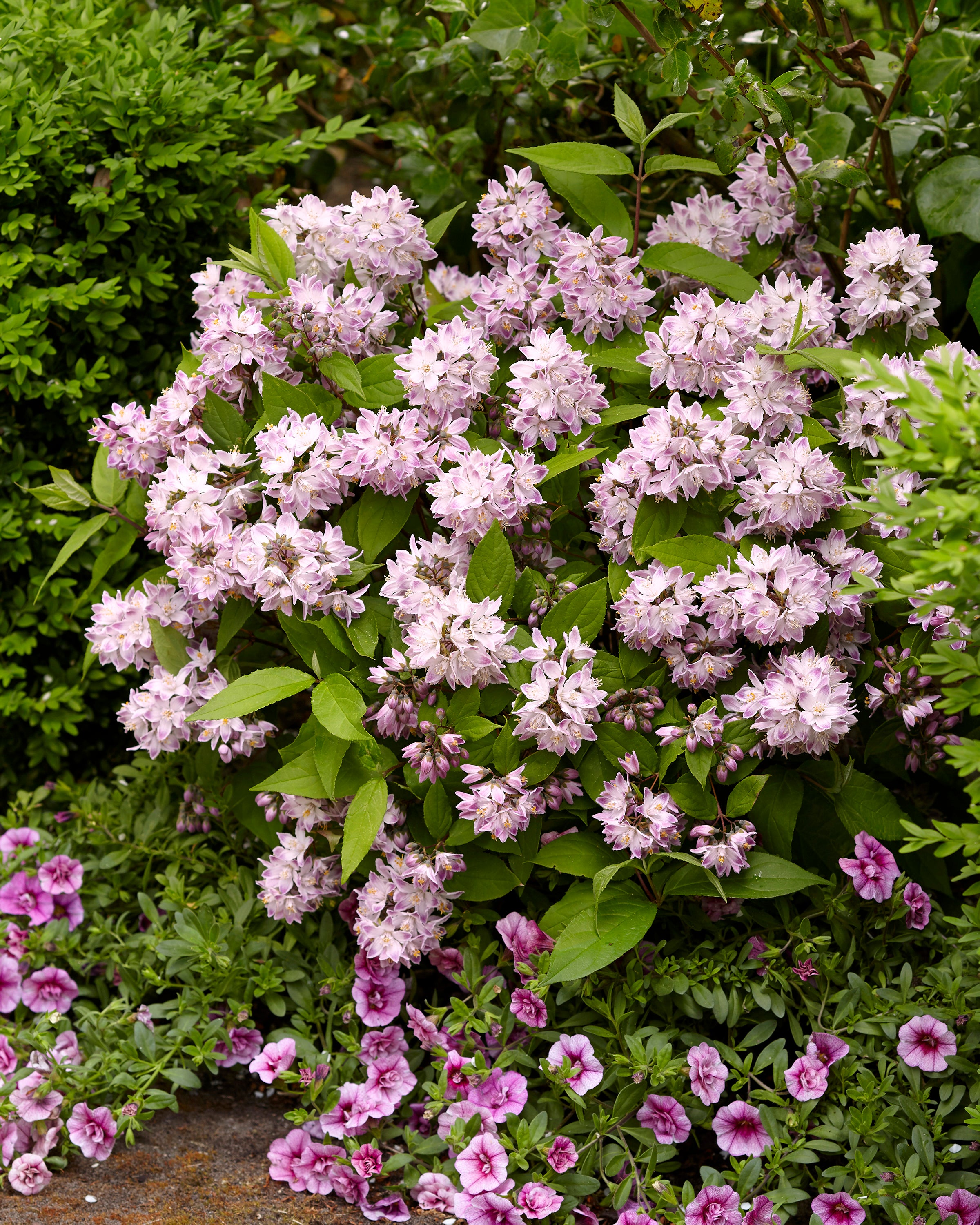 Deutzia 'Raspberry Sundae' bare roots — Buy online at Farmer Gracy UK