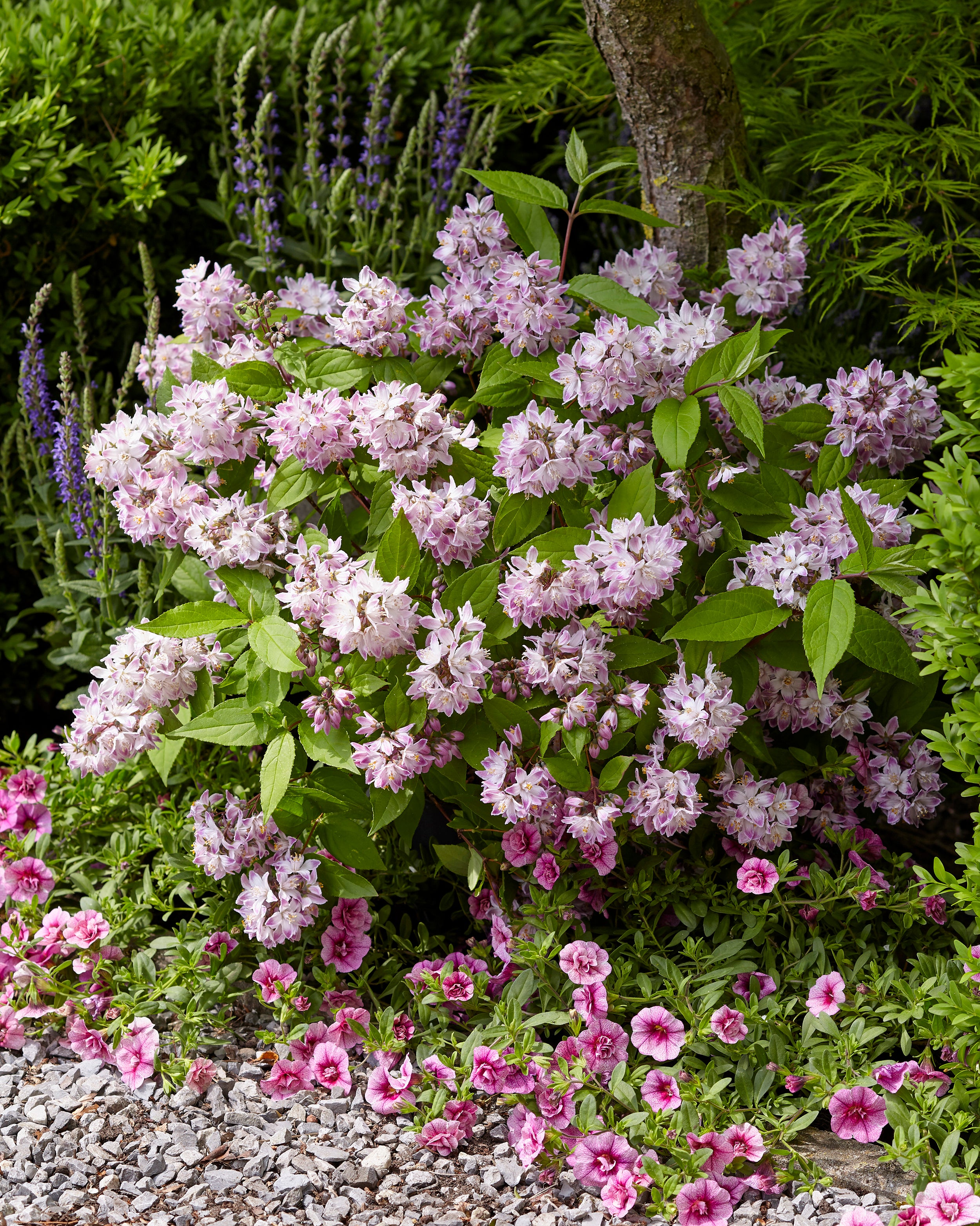 Deutzia 'Raspberry Sundae' bare roots | Buy online at Farmer Gracy UK