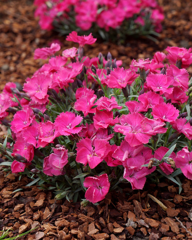 Dianthus 'Vivid Bright Light'